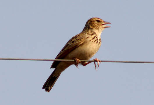 Image of Indian Bush Lark