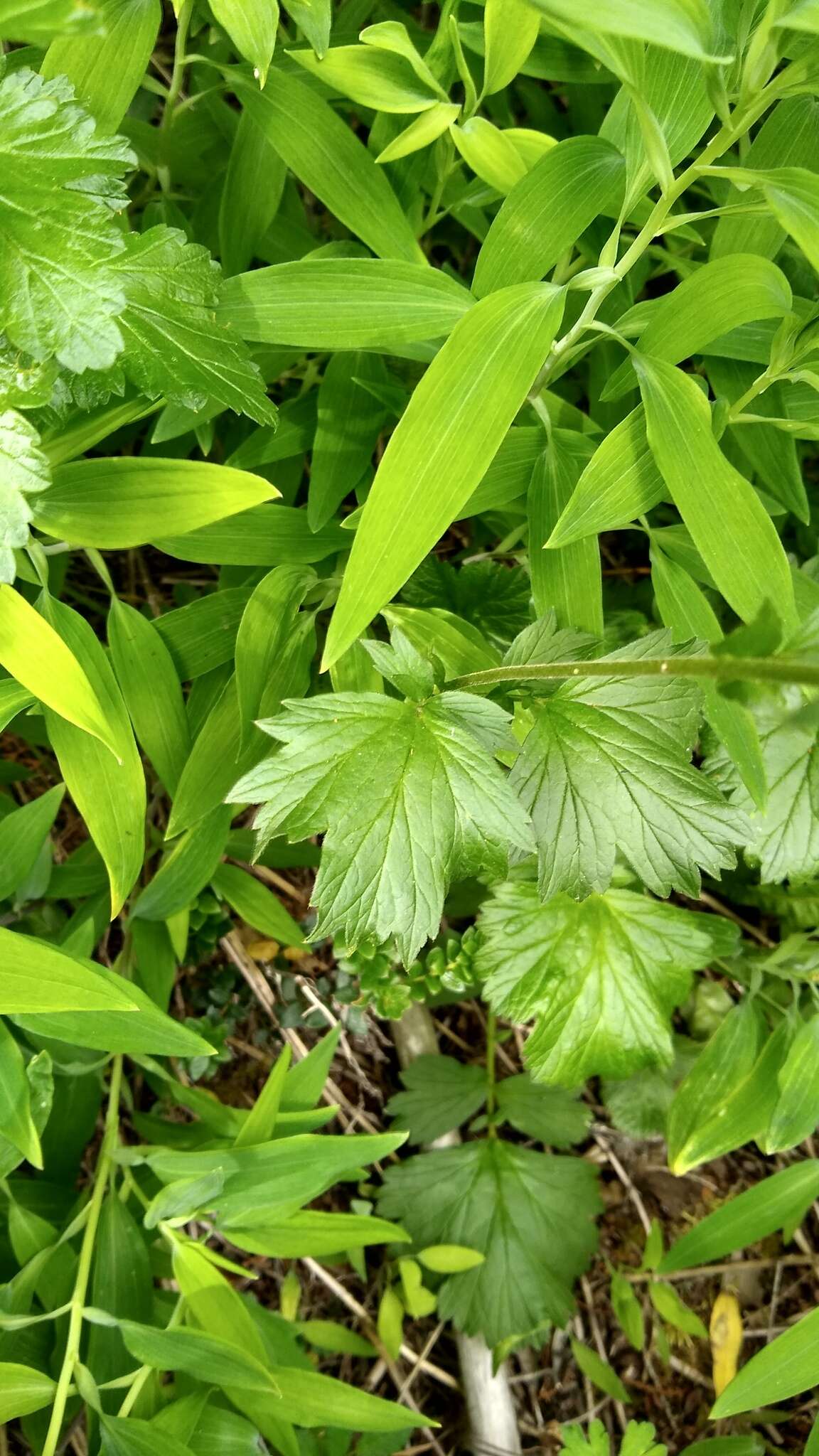 Image of Geum magellanicum Comm. ex Pers.