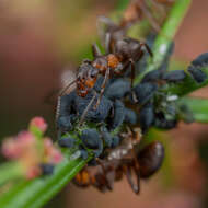 Image of Scottish wood ant