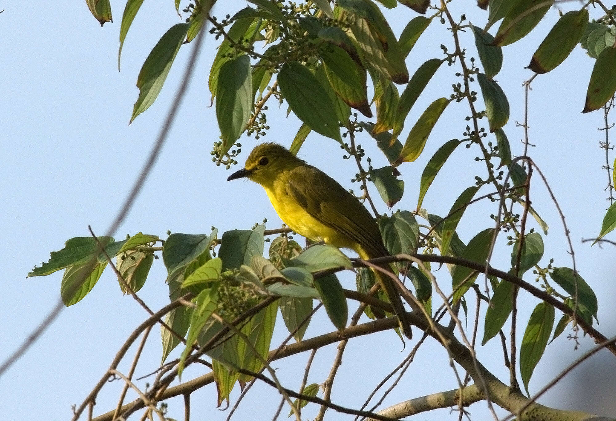 Image of Acritillas Oberholser 1905