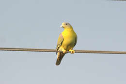 Image of Yellow-footed Green Pigeon