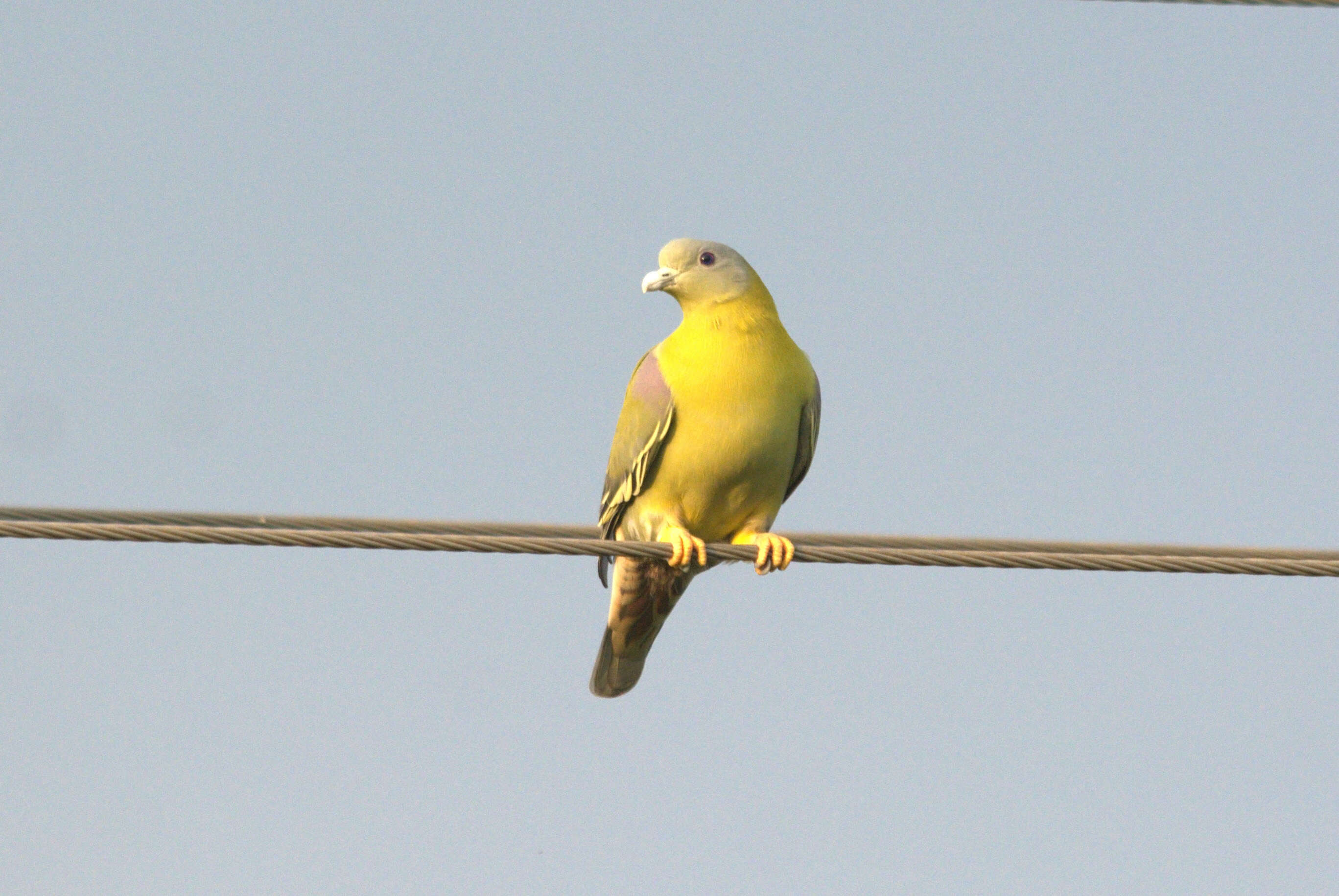 Image of Yellow-footed Green Pigeon