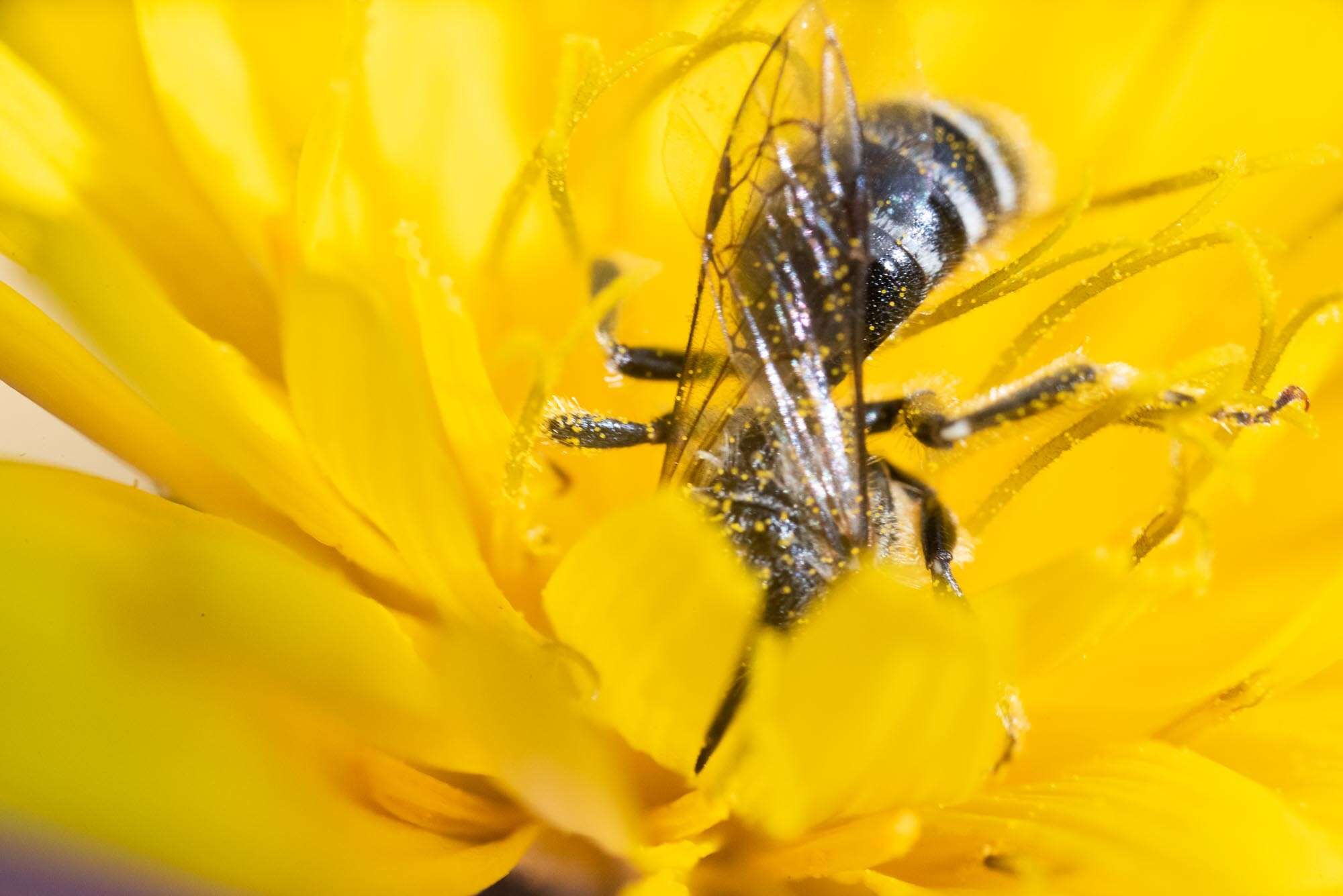 Plancia ëd Lasioglossum leucozonium (Schrank 1781)