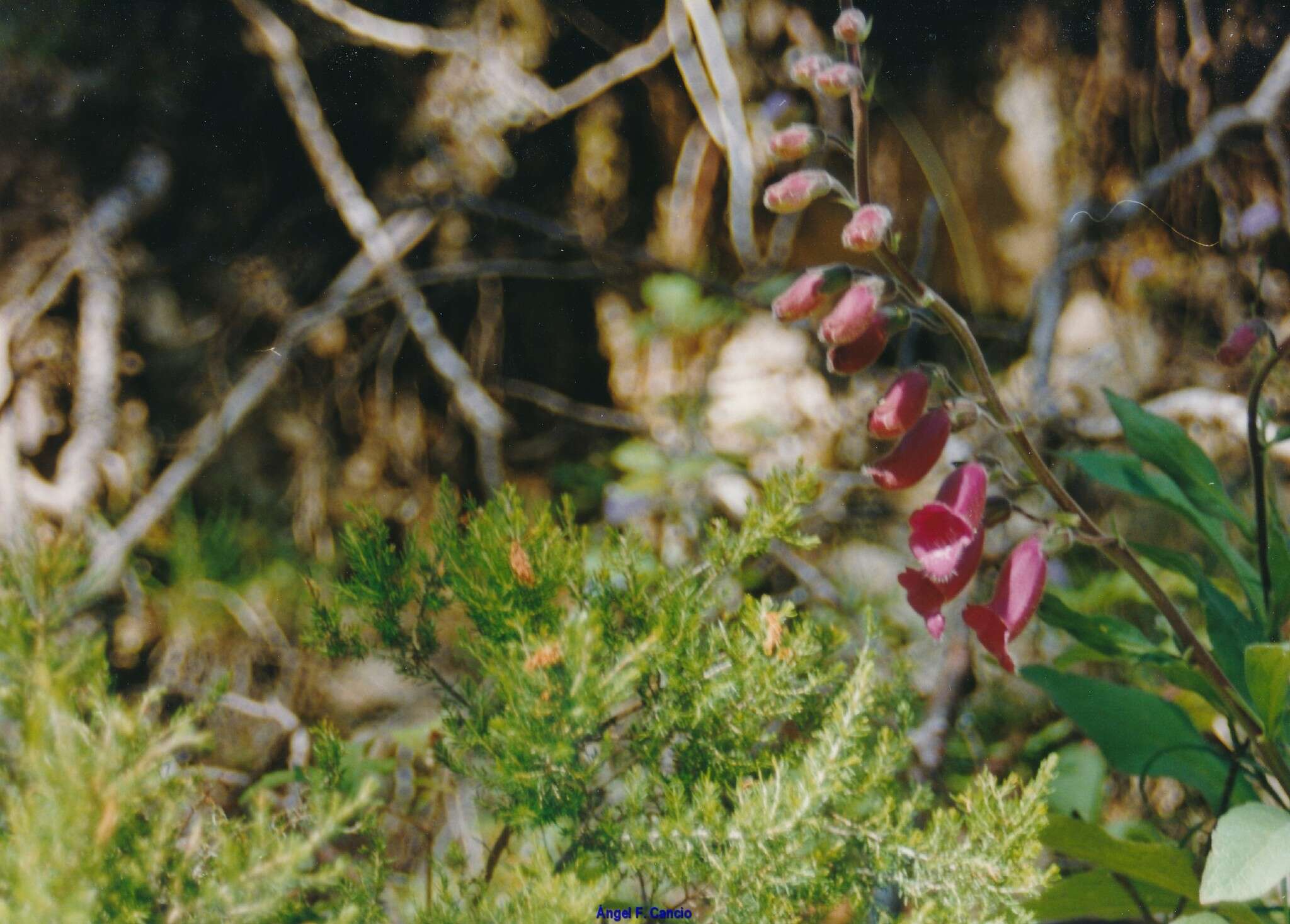 Image of purple foxglove