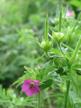 Image of cut-leaved cranesbill