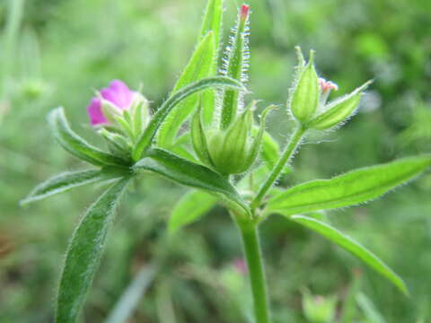 Image of cut-leaved cranesbill