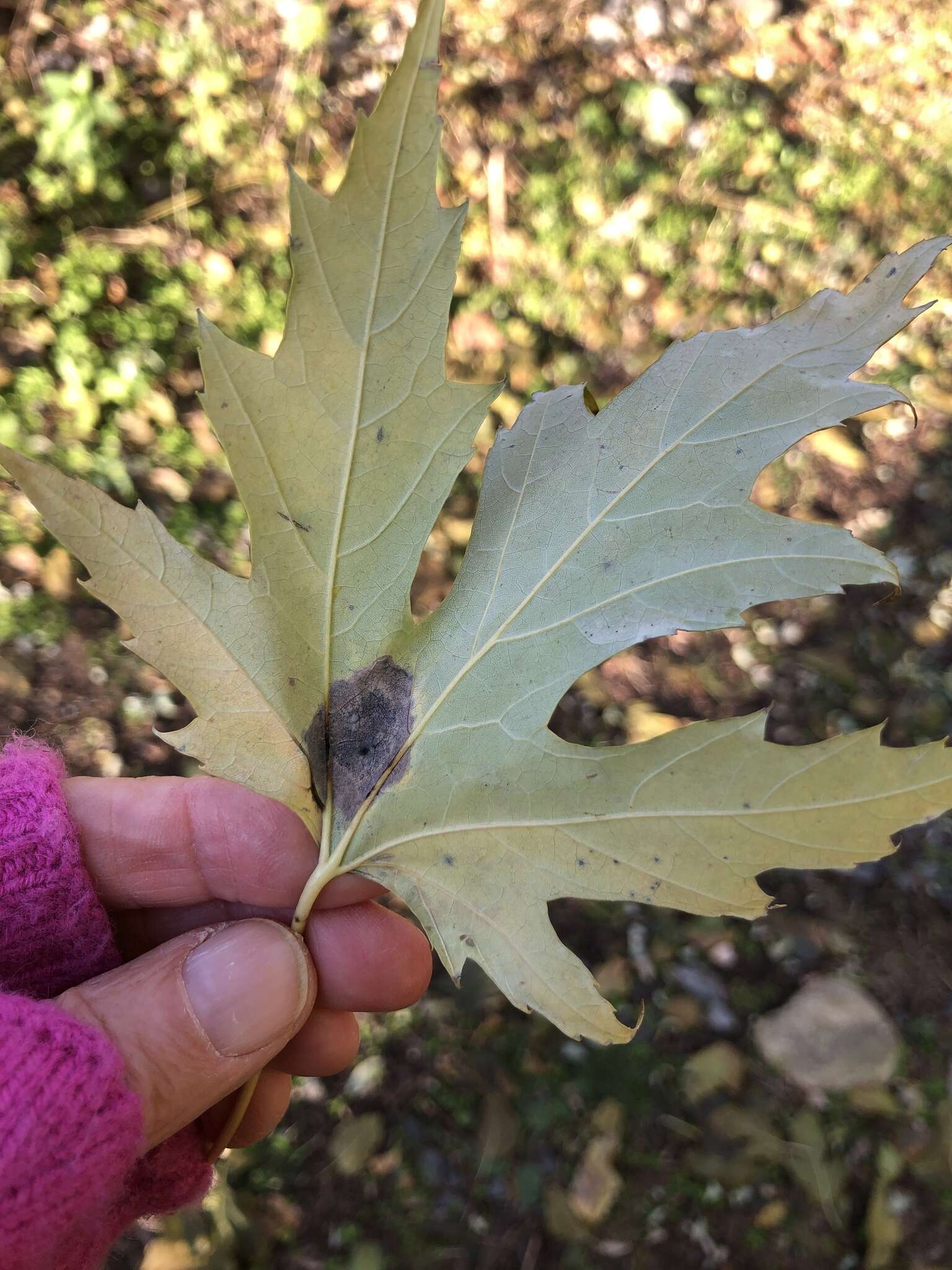 Image of Rhytisma americanum Hudler & Banik 1998