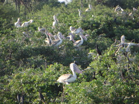 Image of Grey Pelican