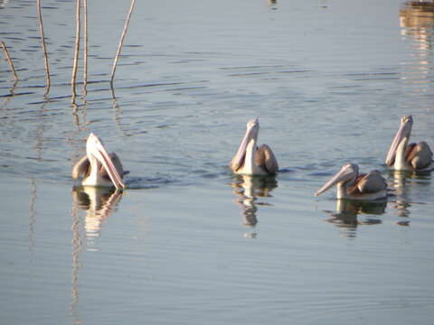 Image of Grey Pelican