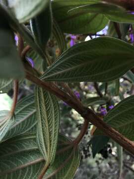 Image de Tibouchina mollis (Bonpl.) Cogn.