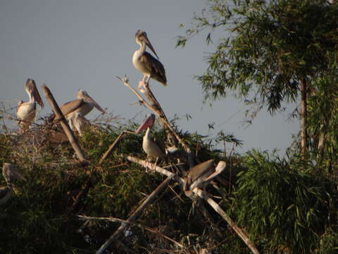 Image of Grey Pelican