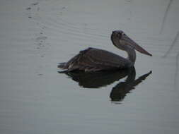 صورة Pelecanus philippensis Gmelin & JF 1789