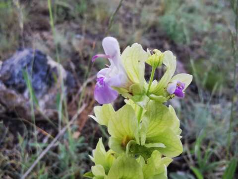 Image of Salvia absconditiflora Greuter & Burdet