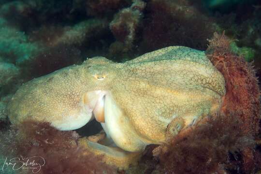 Слика од Octopus pallidus Hoyle 1885