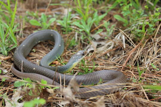 Image of Coluber constrictor anthicus (Cope 1862)