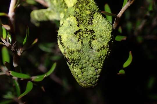 Image of Natural Tree Gecko