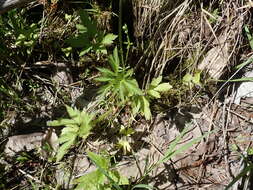 Imagem de Ranunculus pensylvanicus L. fil.