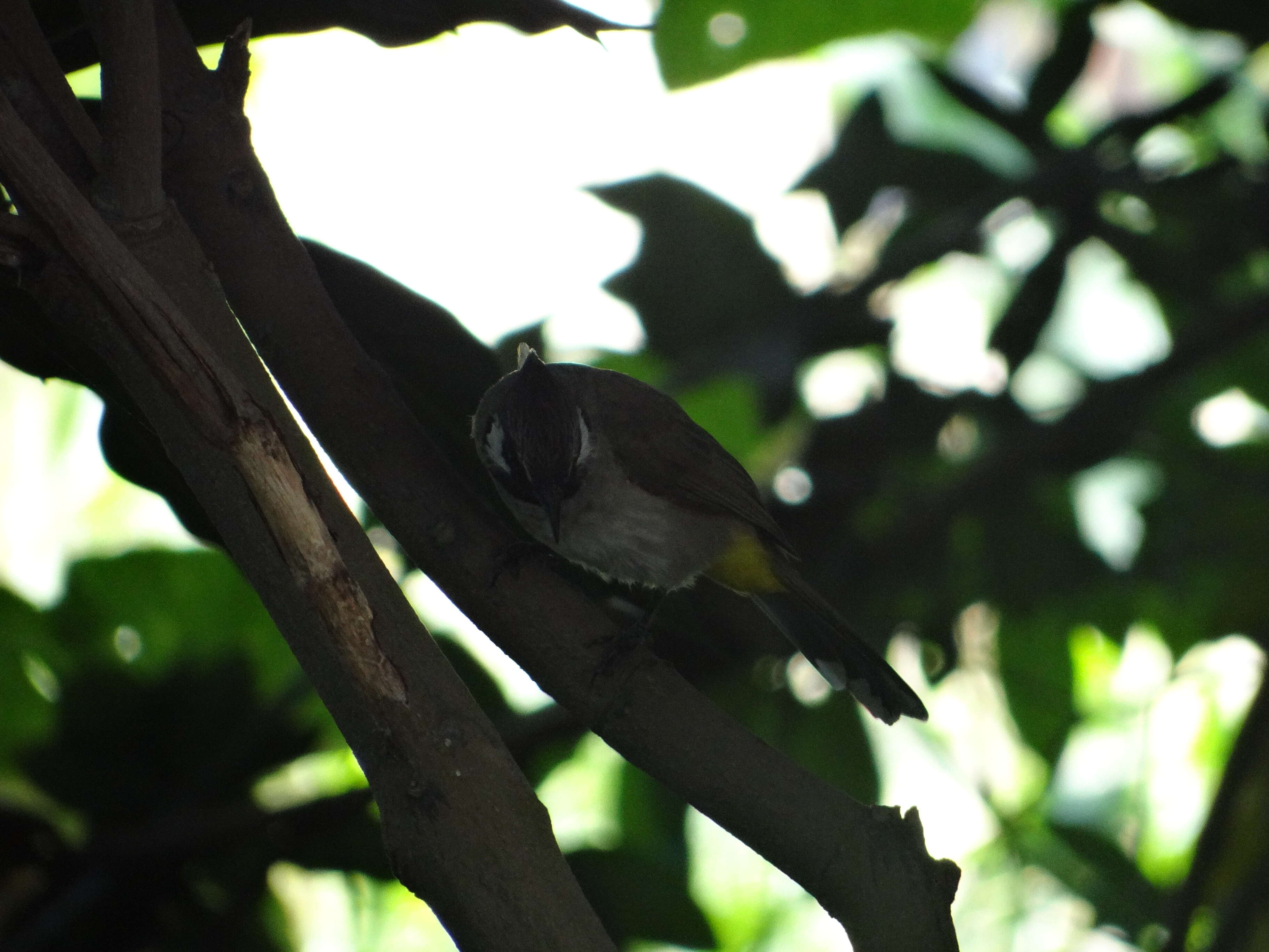 Image of Himalayan Bulbul