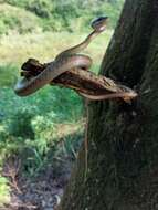 Image of Leptophis coeruleodorsus Oliver 1942