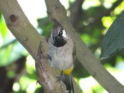 Image of Himalayan Bulbul