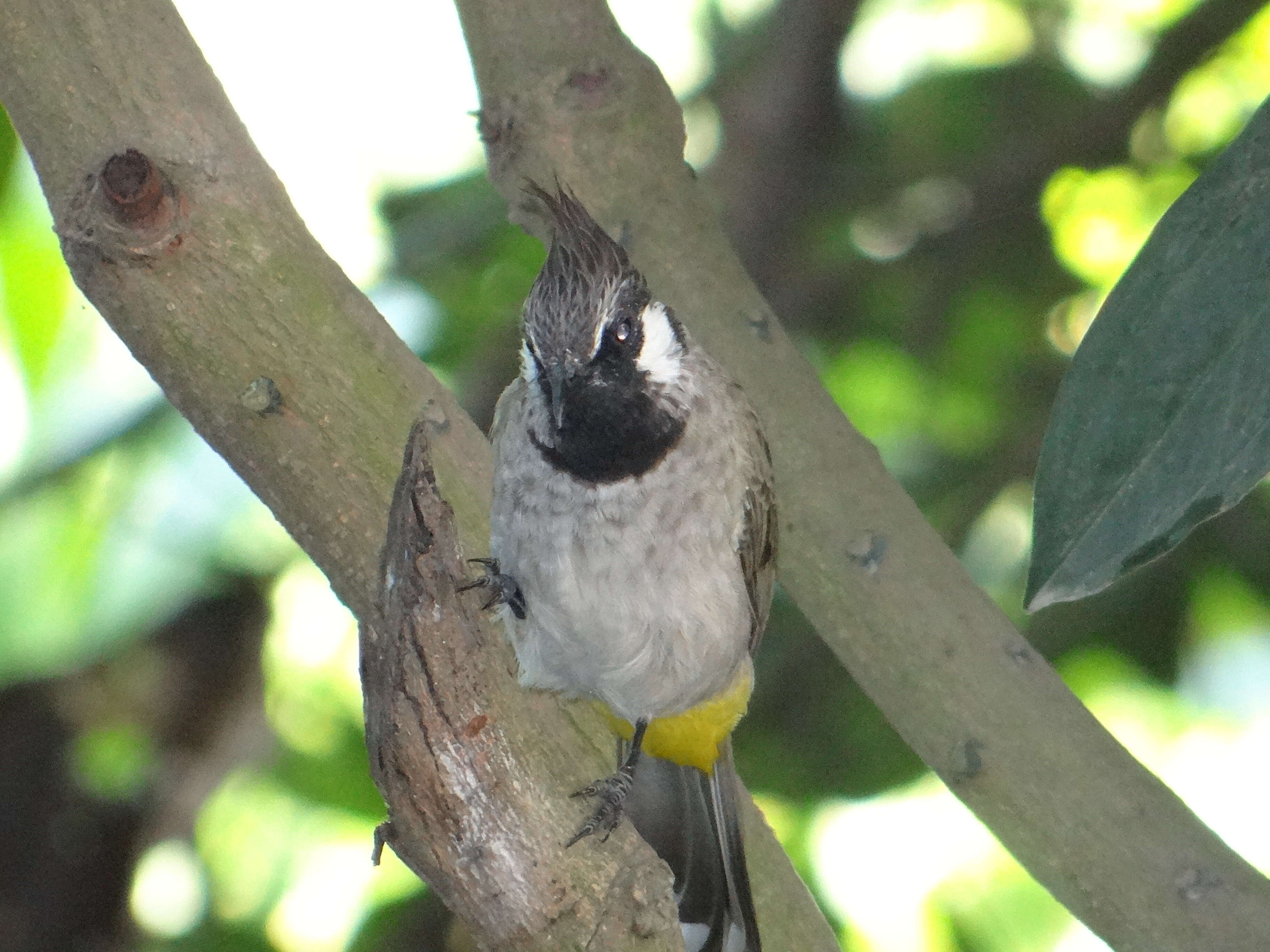 Image of Himalayan Bulbul