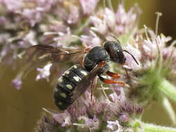 Image de Stelis nasuta (Latreille 1809)