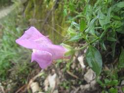 صورة Antirrhinum linkianum Boiss. & Reuter