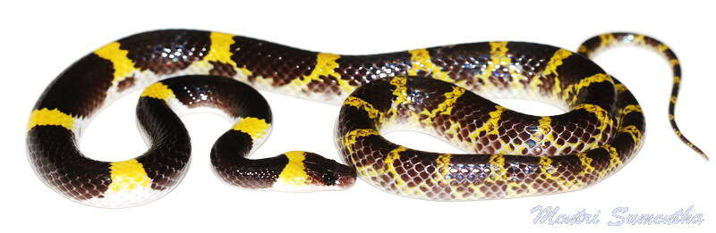 Image of Laos Wolf Snake