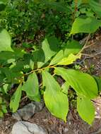 Image of Small-Flower Pawpaw