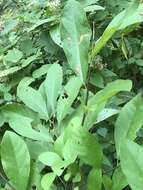 Image of bog spicebush