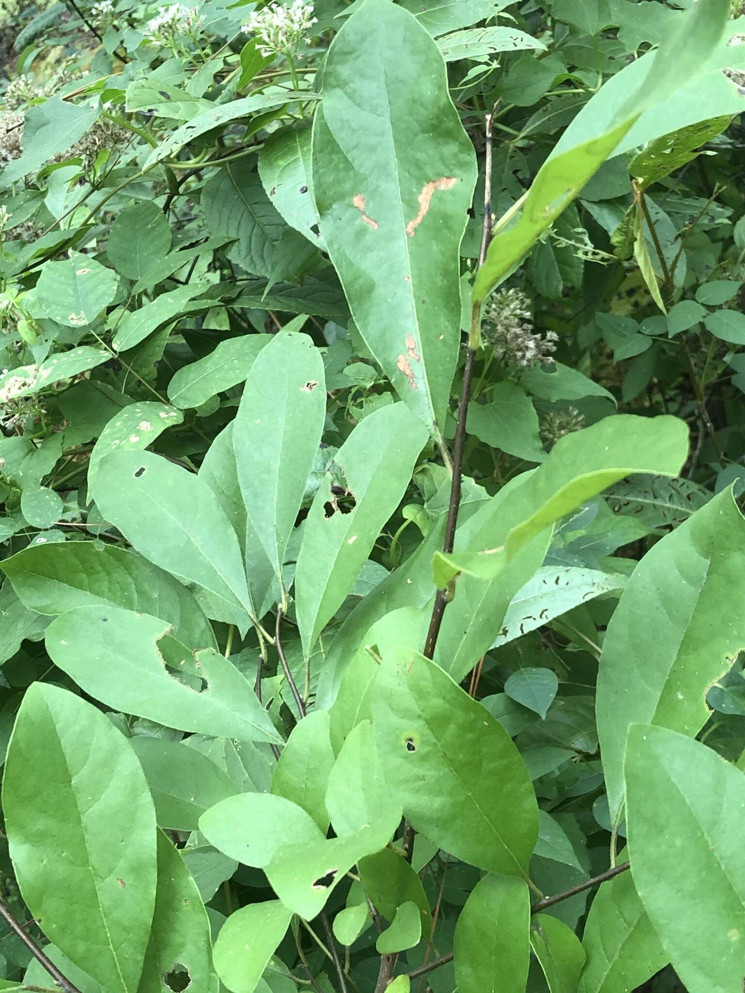 Image of bog spicebush