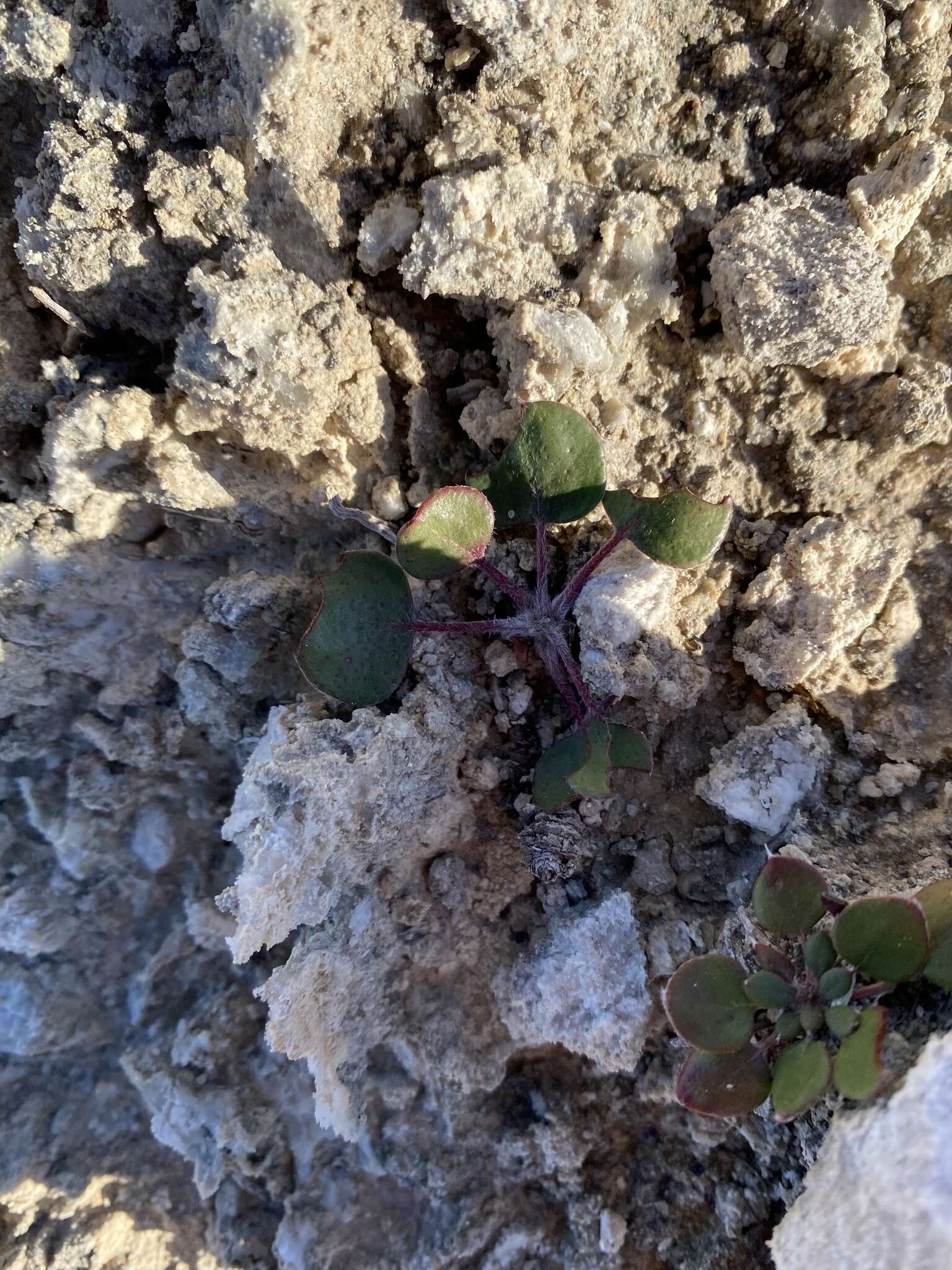 Image of Seven River Hills buckwheat