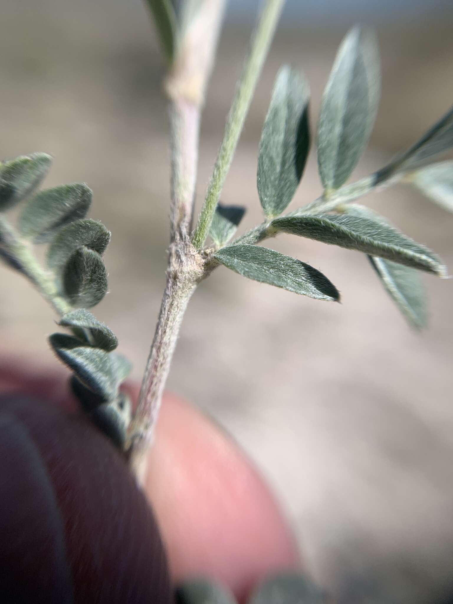 Sivun Astragalus hypoleucus Schau. kuva