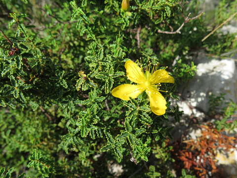 Image of Hypericum balearicum L.