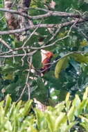 Image of Waved Woodpecker