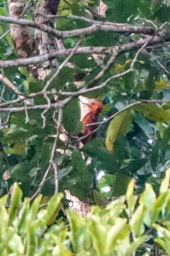 Image of Waved Woodpecker