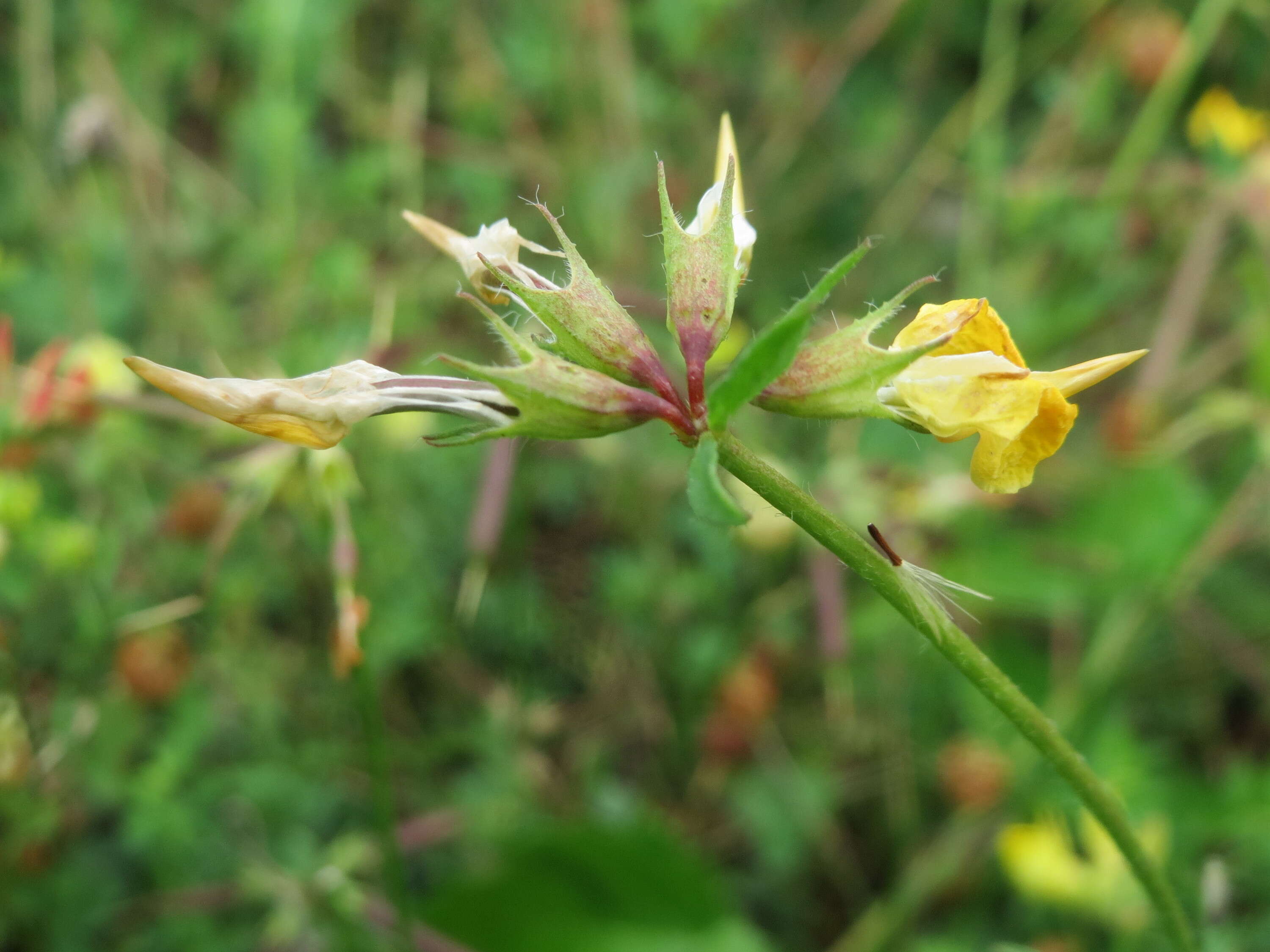 Imagem de Lotus corniculatus L.