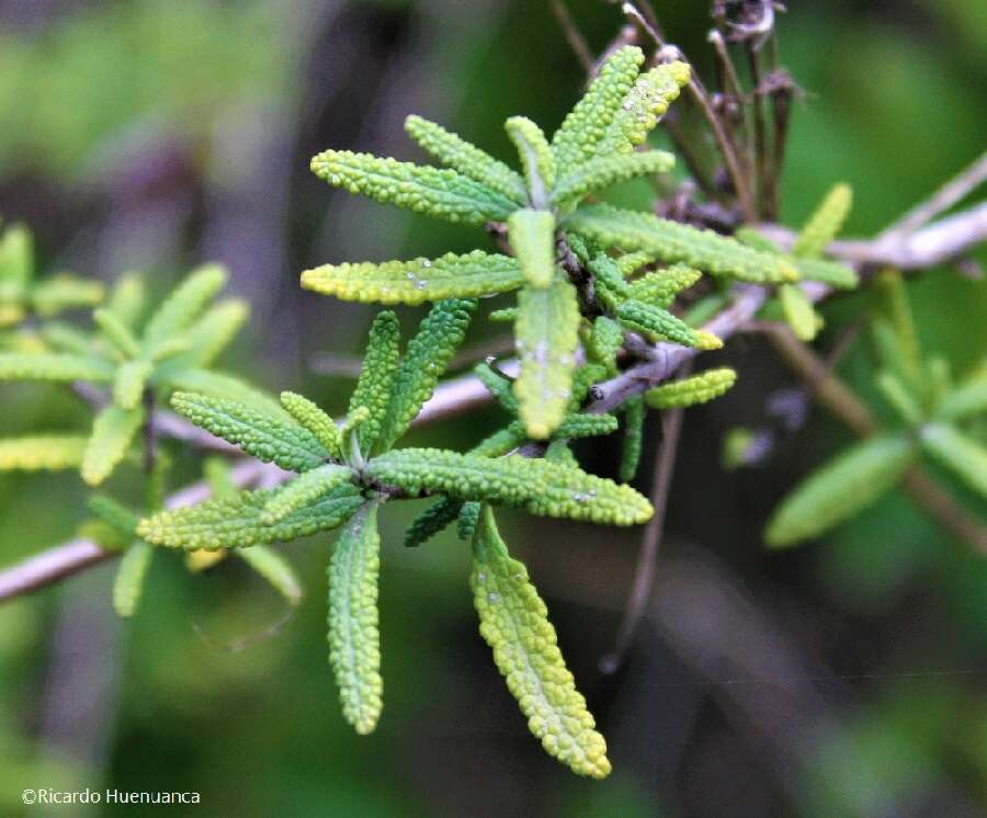 Слика од Lepechinia chilensis