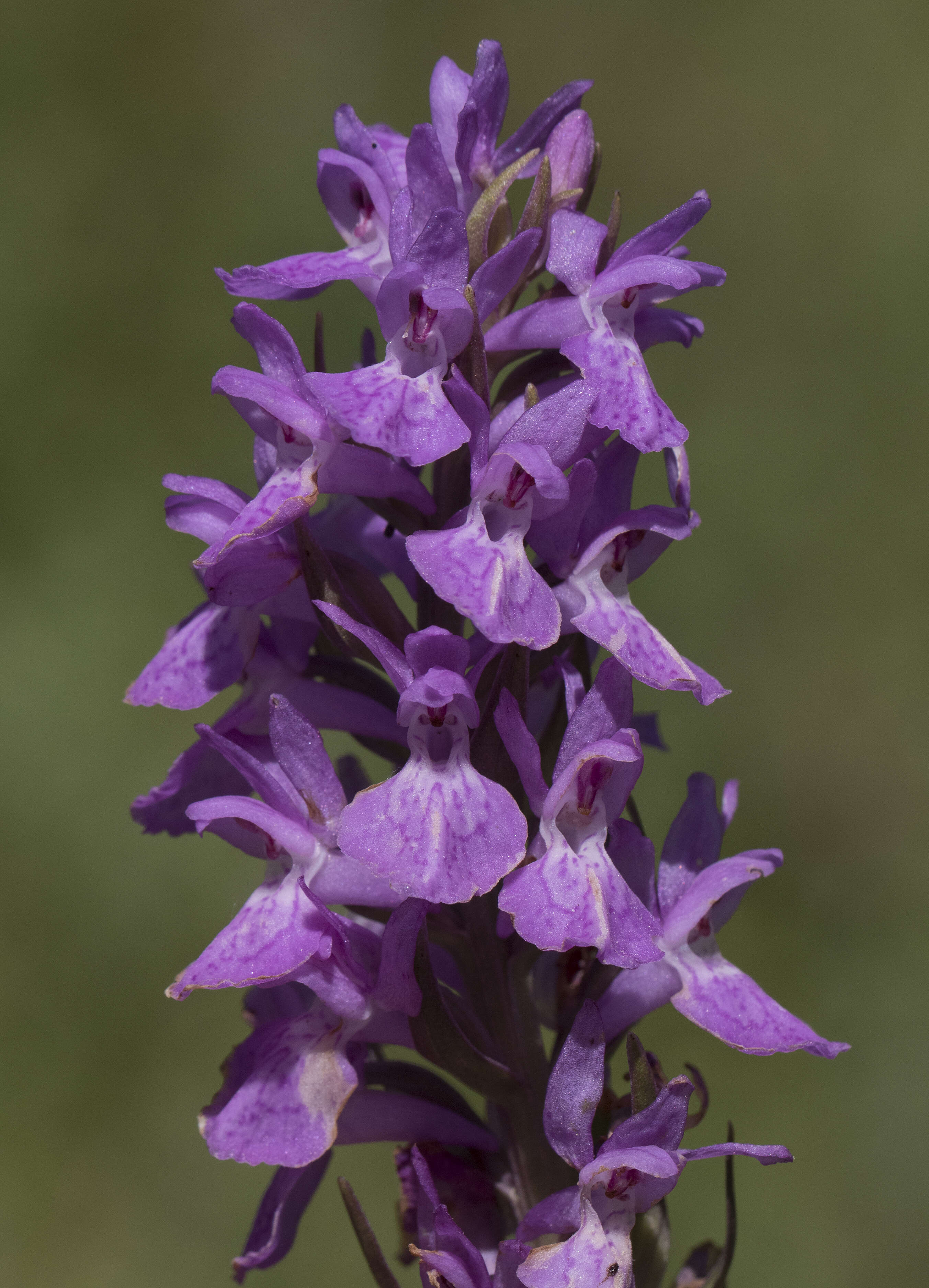 Image of Coeloglossum