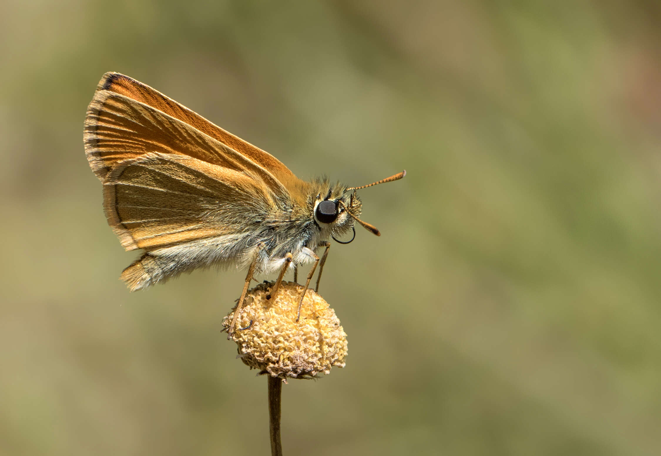 Image of small skipper