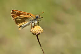 Image of small skipper