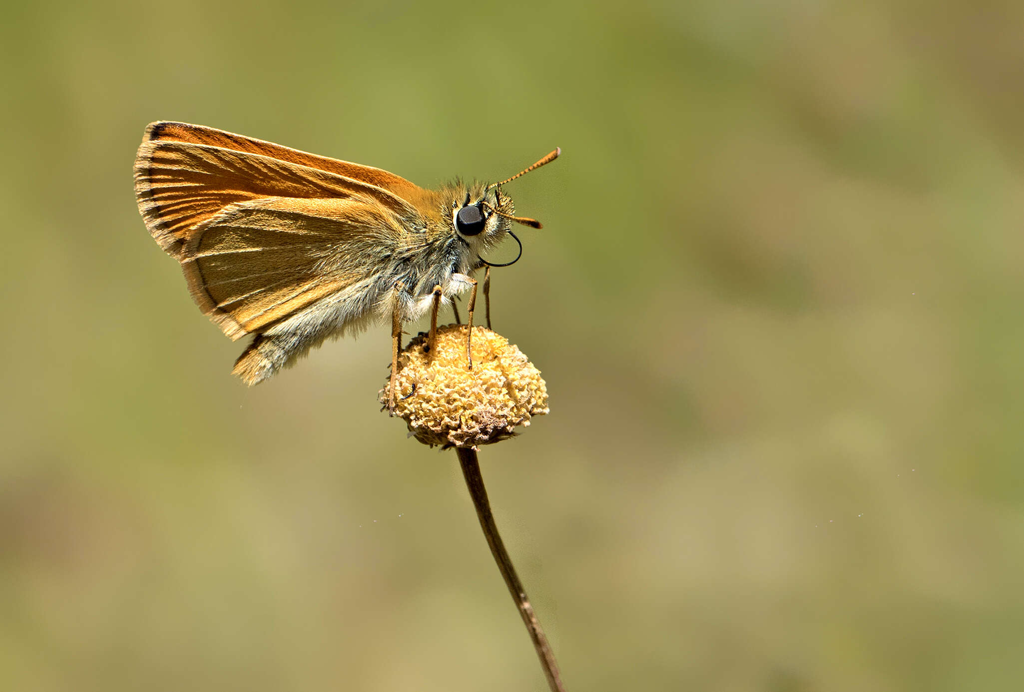 Image of small skipper