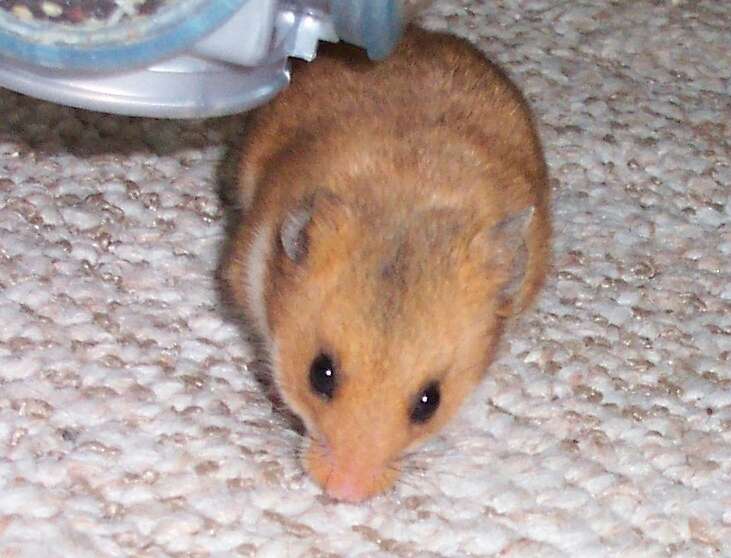 Image of Golden Hamster