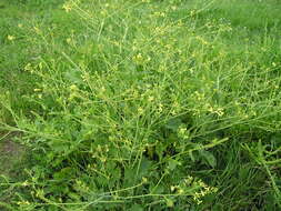 Image of wild radish