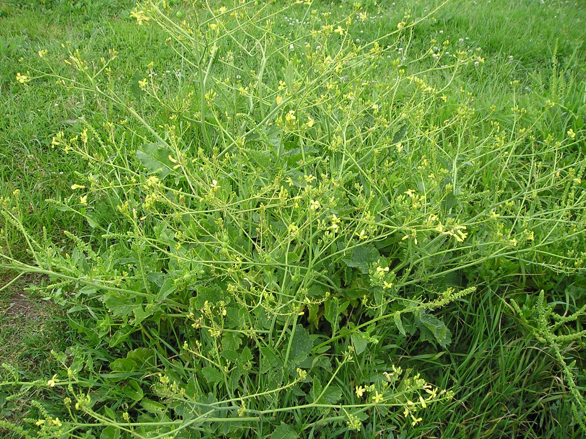 Image of wild radish