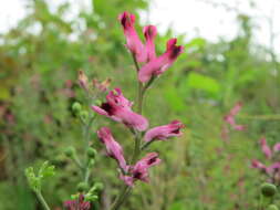 Plancia ëd Fumaria officinalis L.