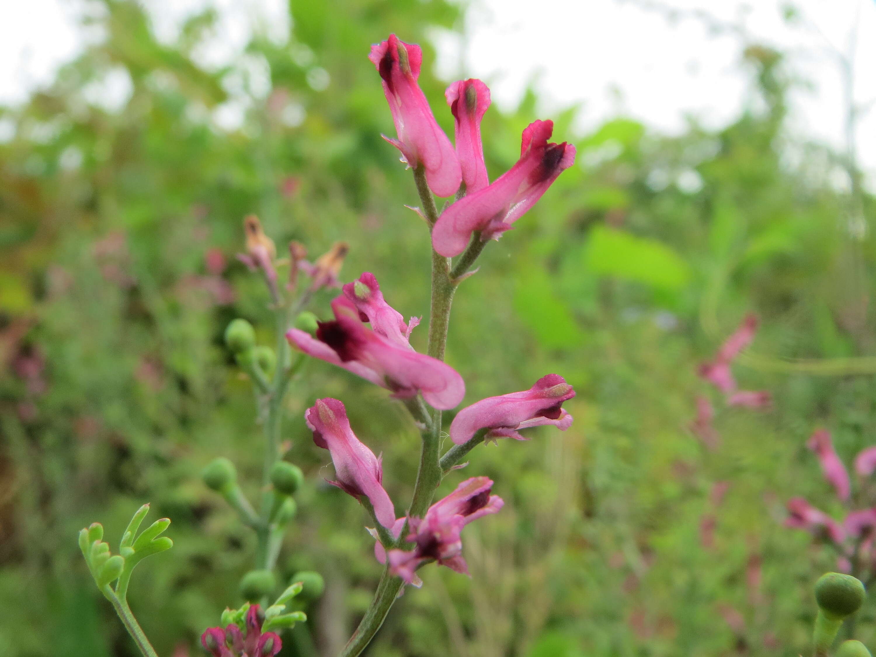 Plancia ëd Fumaria officinalis L.