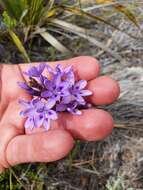 Image of Thereianthus spicatus (L.) G. J. Lewis