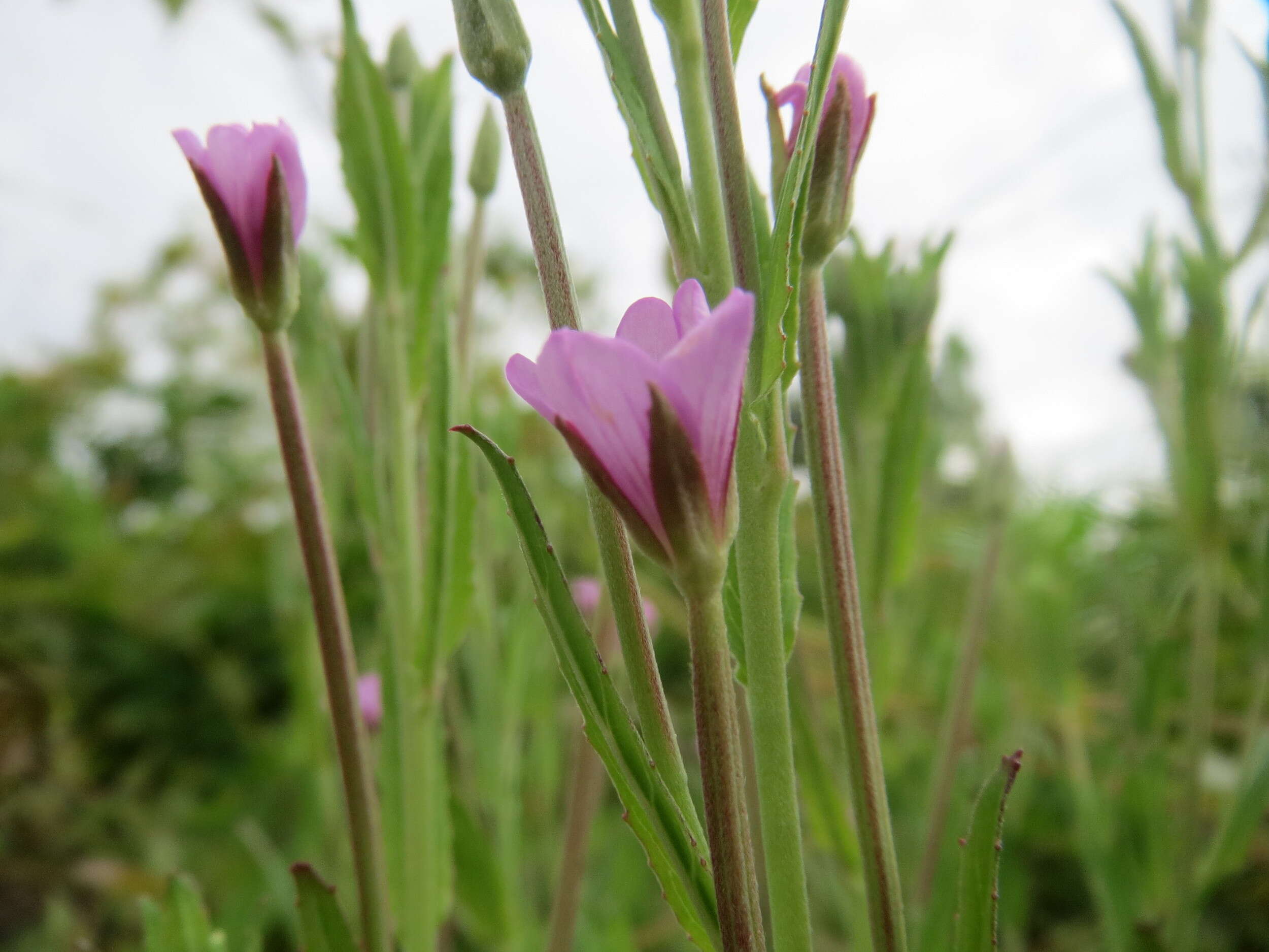 Image of american willowherb