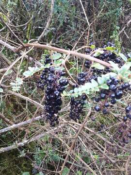 Image of Coriaria microphylla Poir.